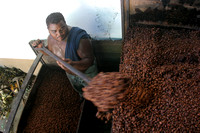 Cacao Organico-Organic Cocoa