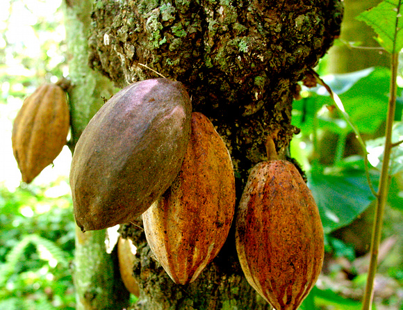 Cacao-Hacienda la Ceiba