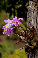 Orquidea  Cattleya mossiae