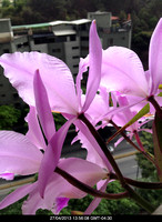 Orquidea  Cattleya mossiae
