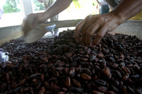 Cacao Organico-Organic Cocoa