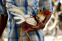 APURE YARUROS