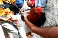 APURE YARUROS