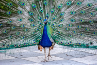Animales