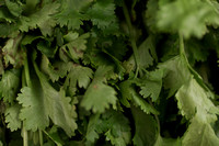 cilantro
